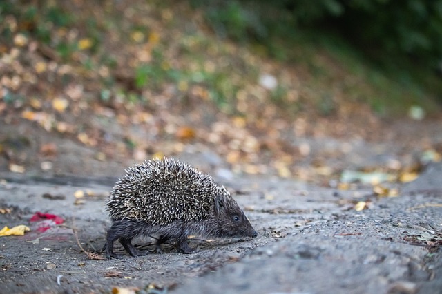 即将到来的 即将到来的